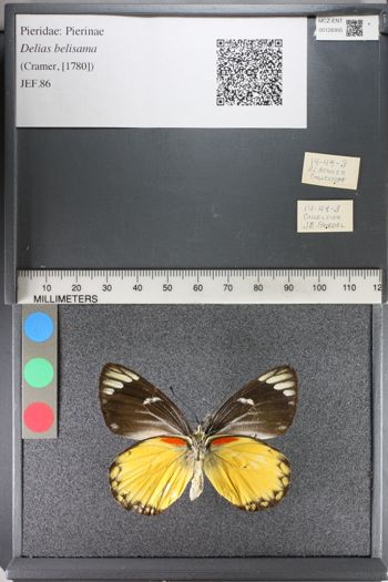 Media type: image;   Entomology 128300